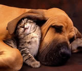 Hotéis para Cães e Gatos em Nova Friburgo